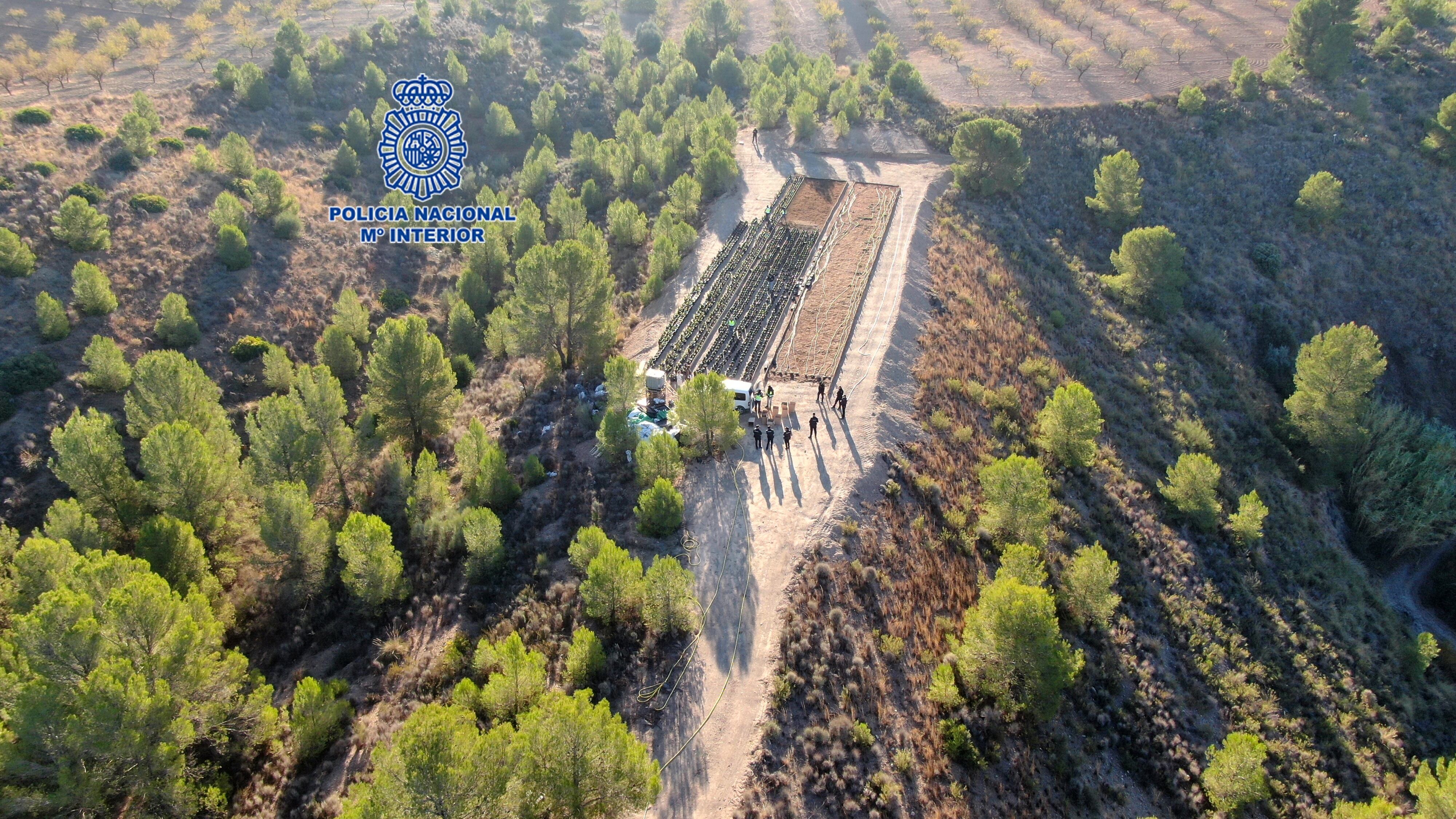 Plantación de marihuana en Lorca