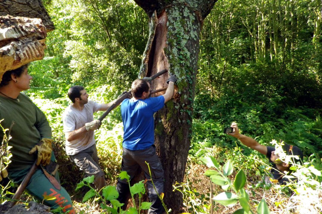 Imatge de la pela del suro