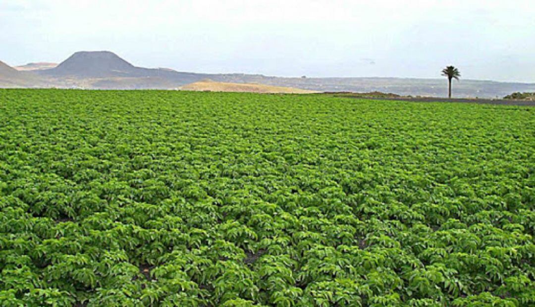 Finca agrícola en Lanzarote.