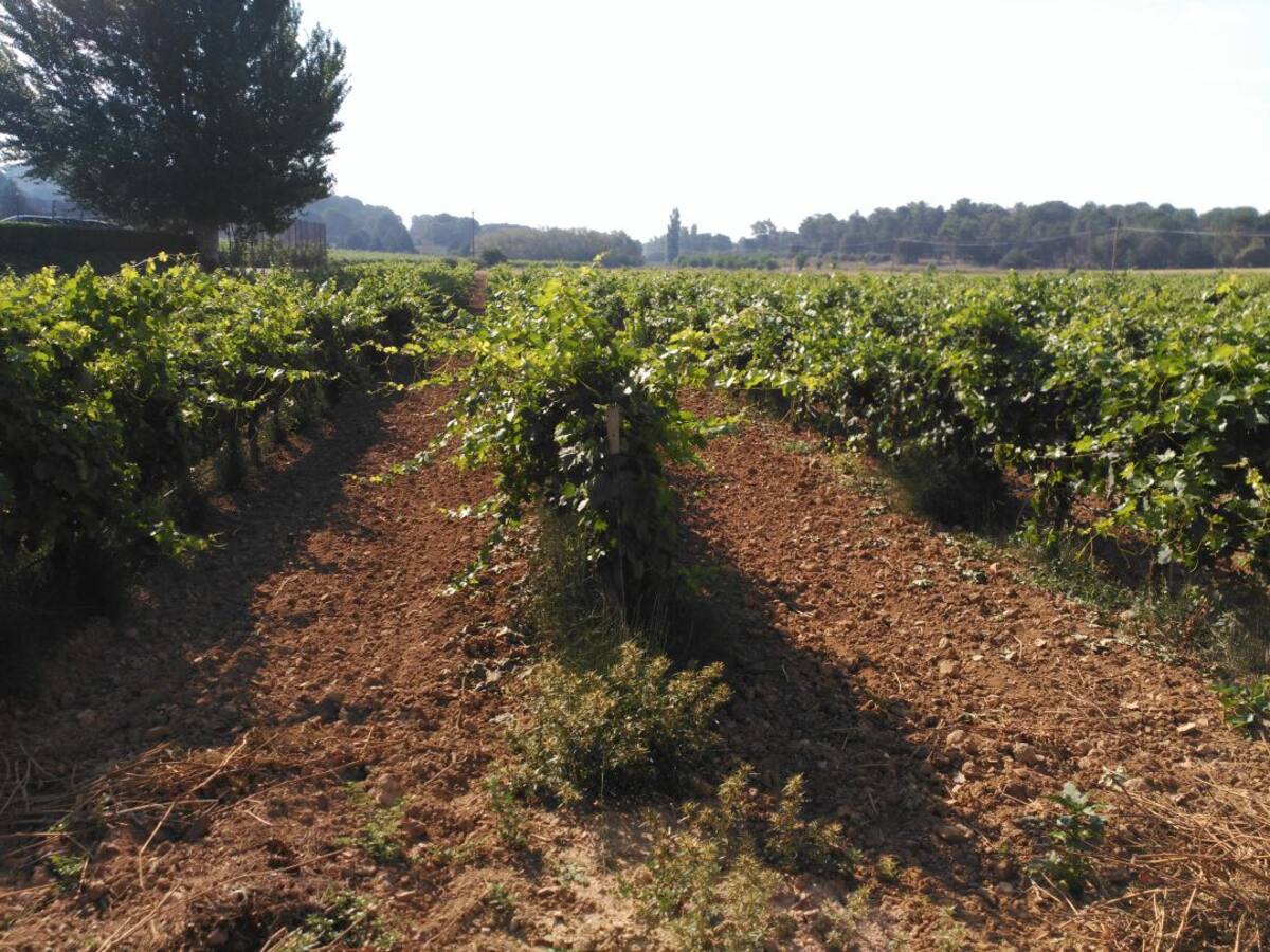 'The Washington Post' se rinde a la Ribera del Duero