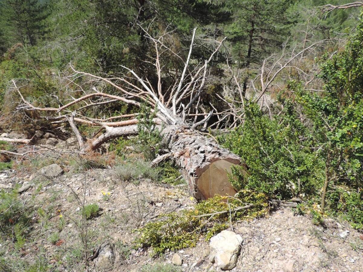 La Guarguera Viva reclama explicaciones al consejero Olona