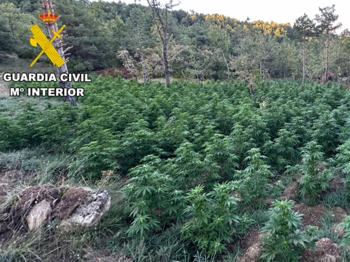 La Guardia Civil desmantela seis macroplantaciones de marihuana en Sobrarbe y Ribagorza