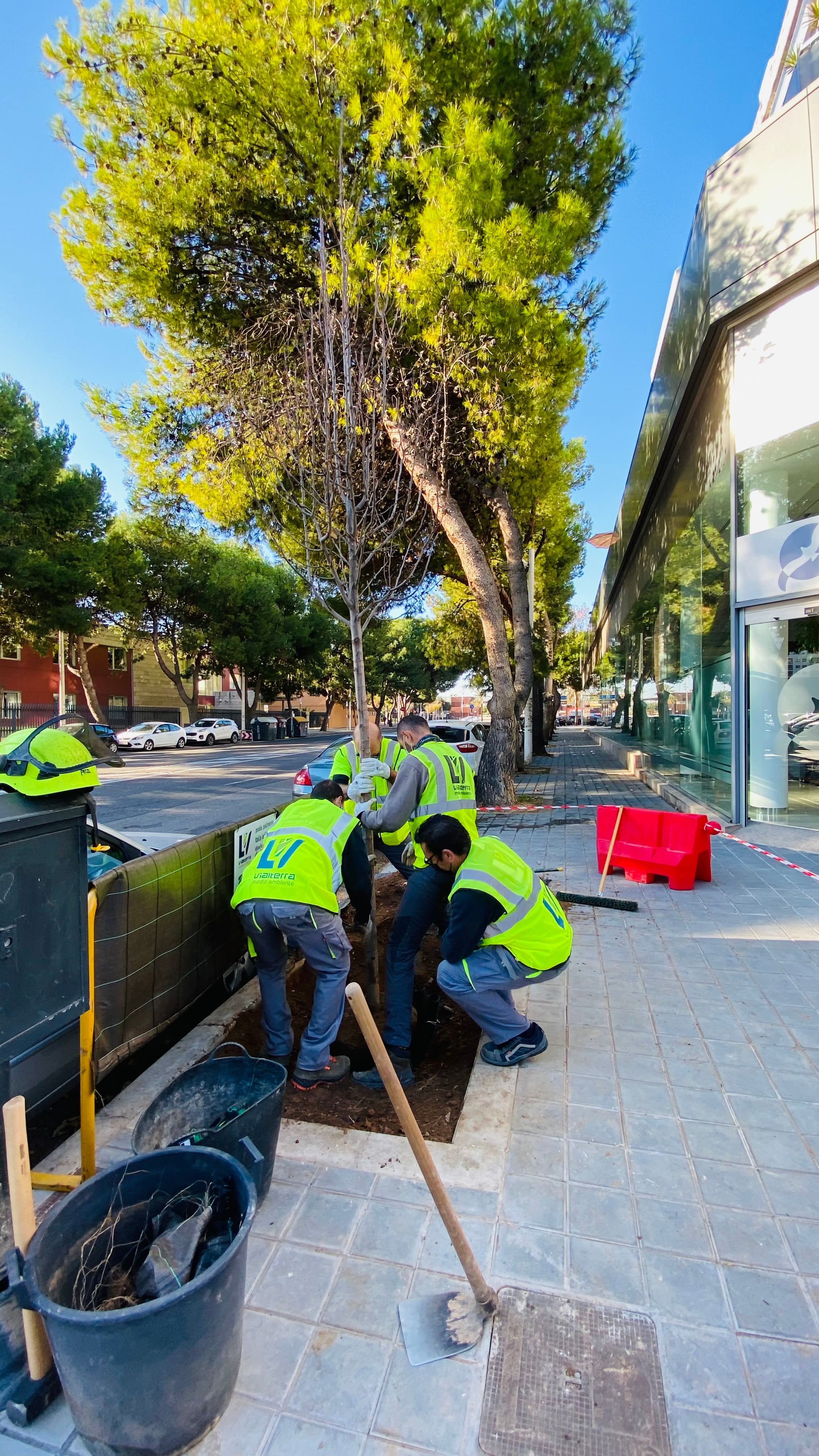 El Ayuntamiento de València ha actuado en el primer timestre de 2022 sobre 4.000 árboles de la ciudad y ha plantado 157 nuevos.