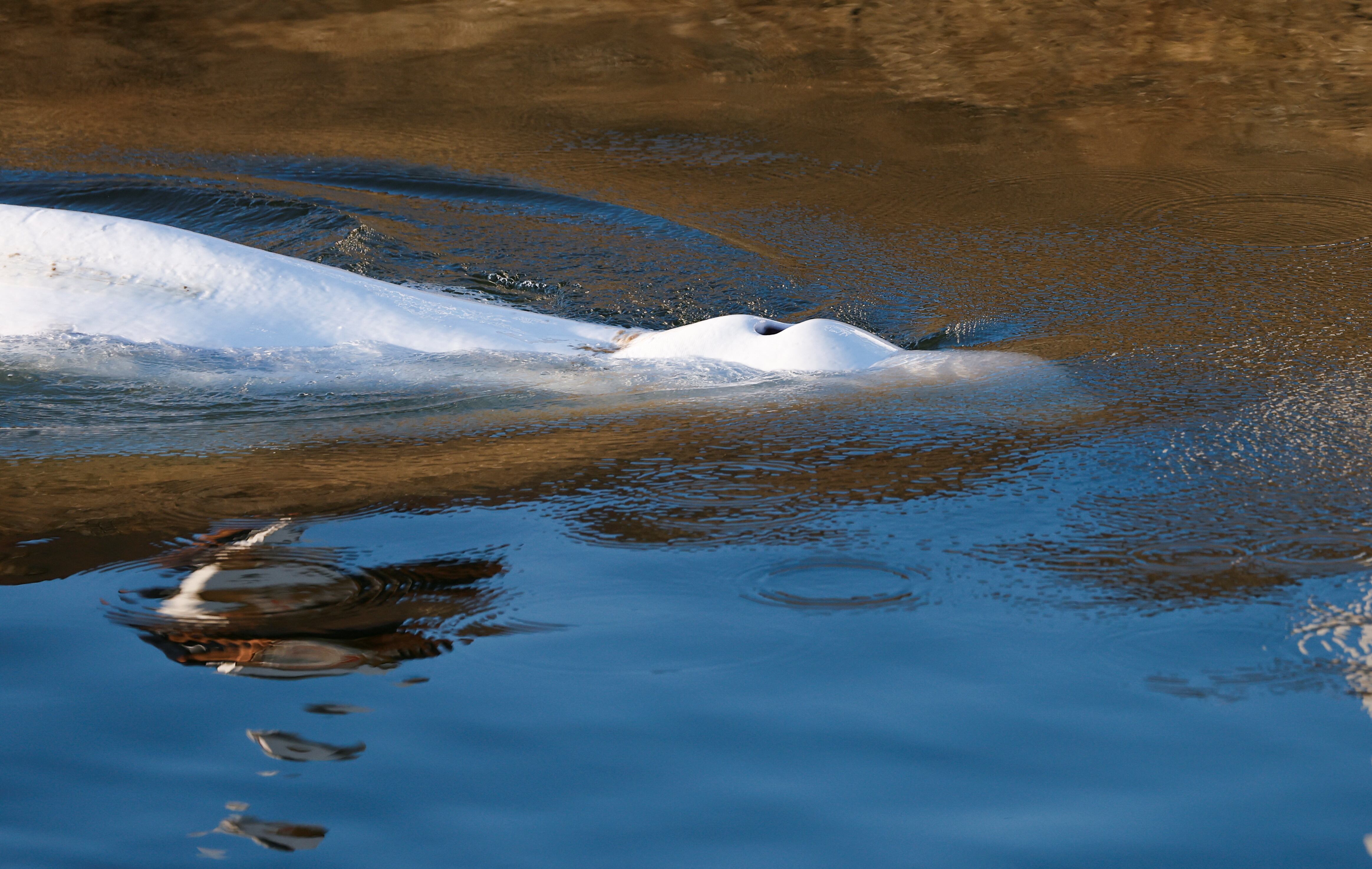 La beluga que se ha colado en el río Sena.