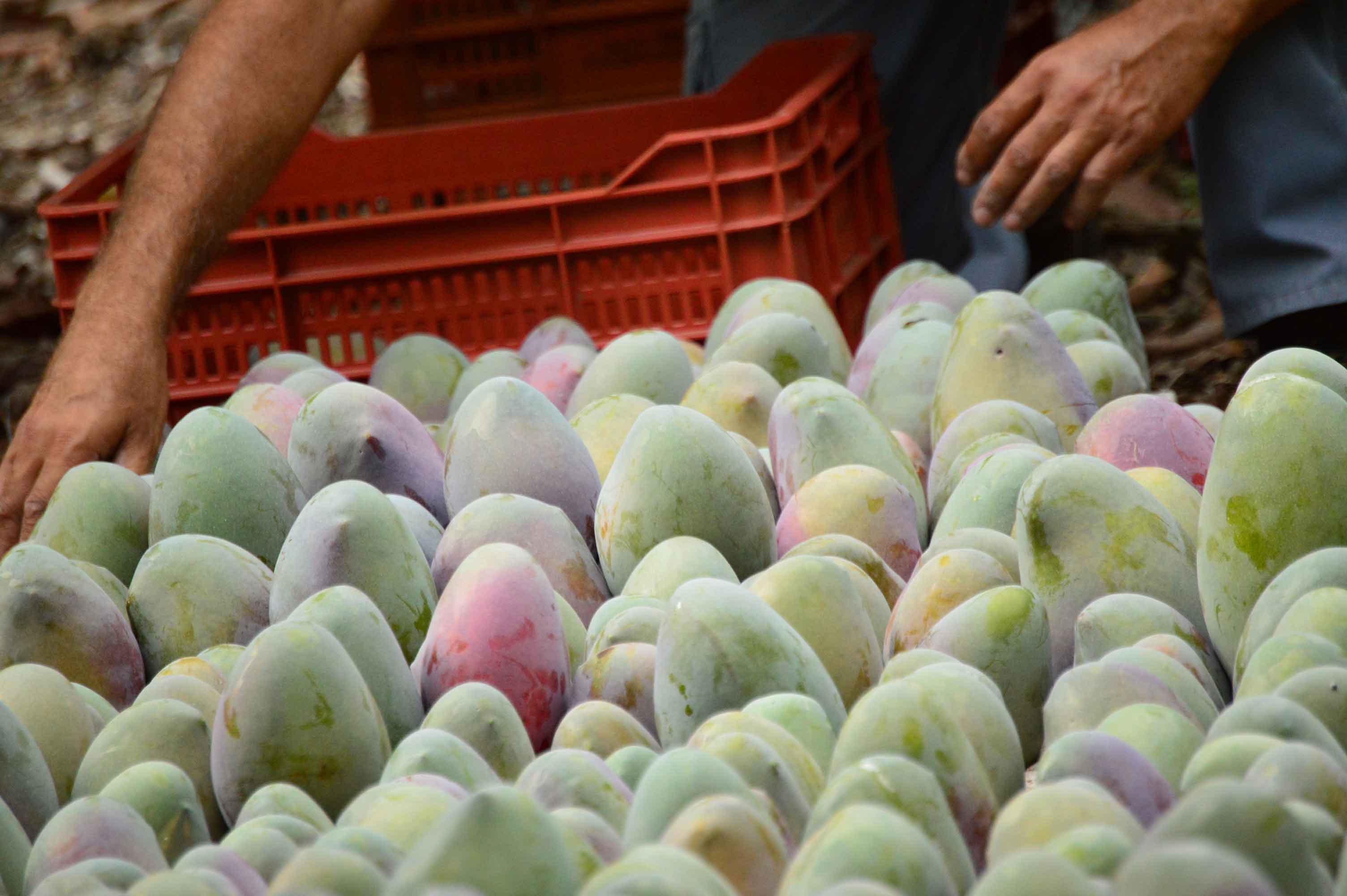 Agricultores recolectando mango