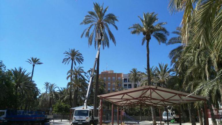 Poda de palmeras en los colegios