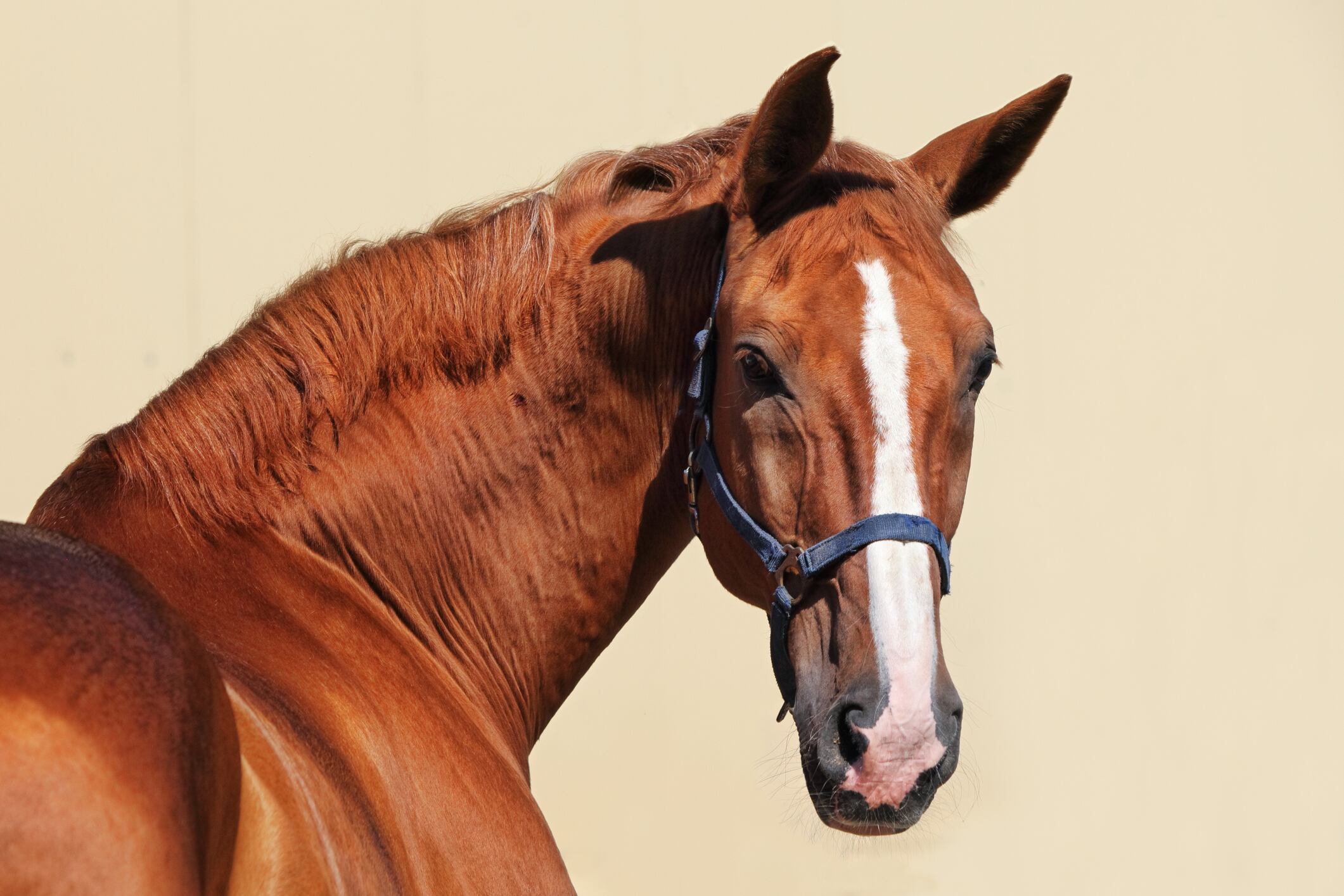 Caballo de doma deportiva, retrato en fondo de pared claro