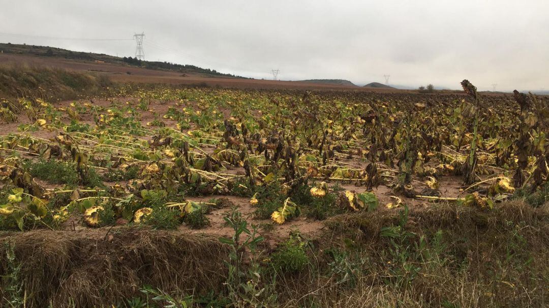 Cultivo de girasol dañado por la borrasca Bárbara en Palencia