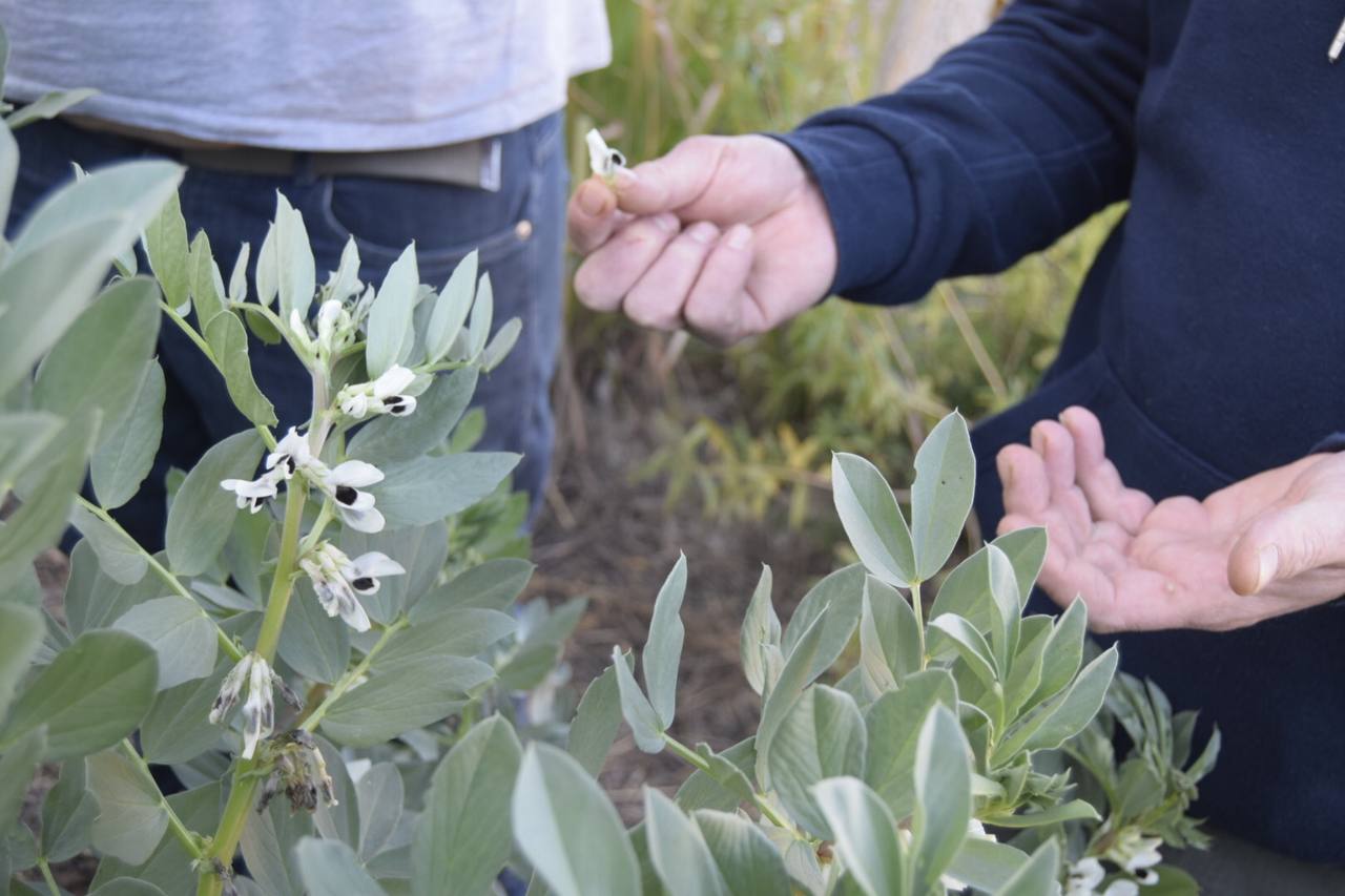 De un pequeño huerto se puede aprovechar casi todo, hasta las flores de las plantas de habas