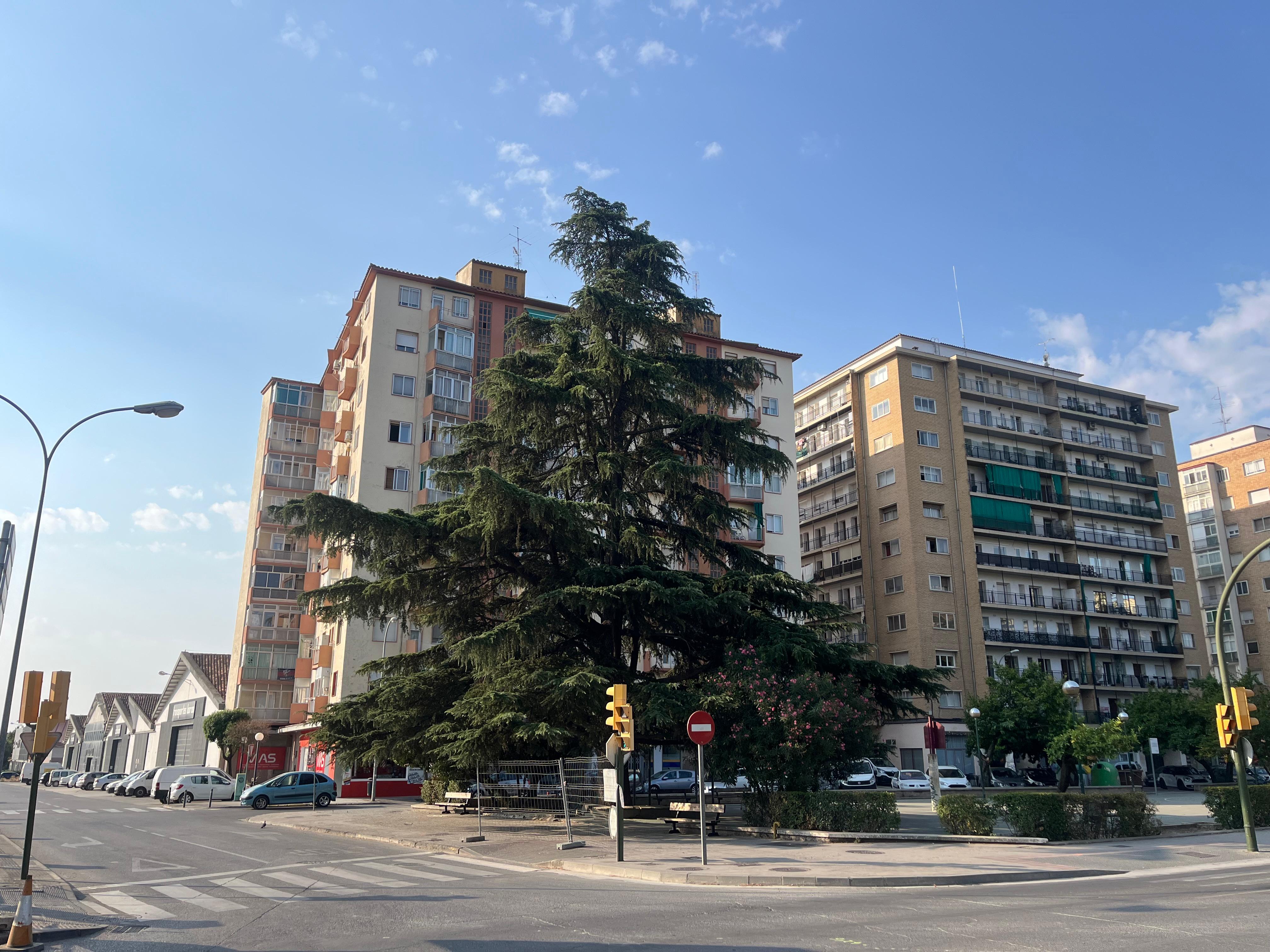 Gran cedro en Martínez de Velasco donde se ha convocado la concentración