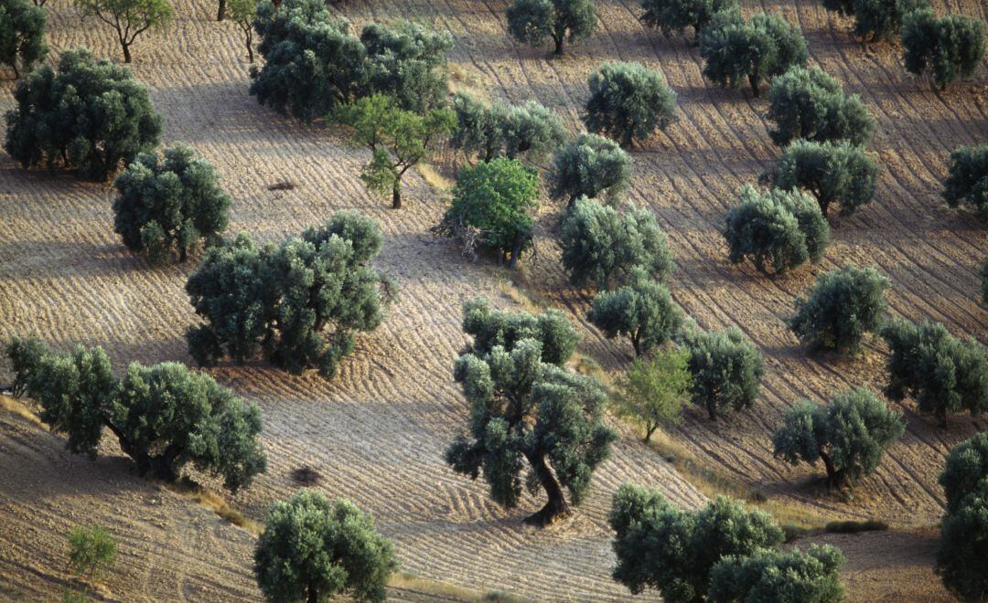 Los olivares jiennenses, y andaluces, dejan una estampa imborrable en los ojos de aquellos que la contemplan por vez primera