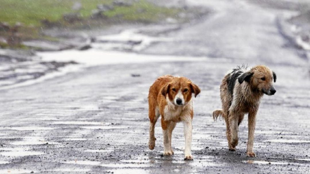 Perros vagando en una carretera