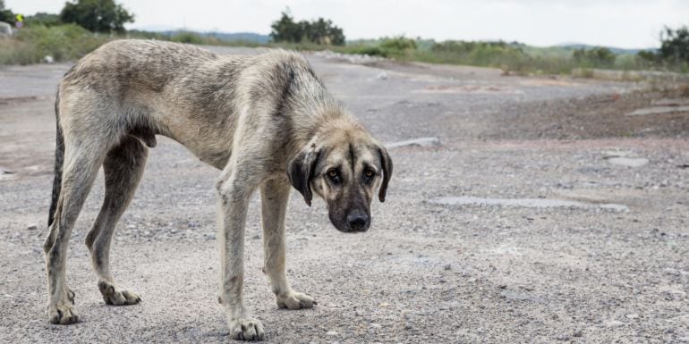 La Guardia Civil investiga a un vecino de Montederramo por un supuesto delito de maltrato y abandono de animales.