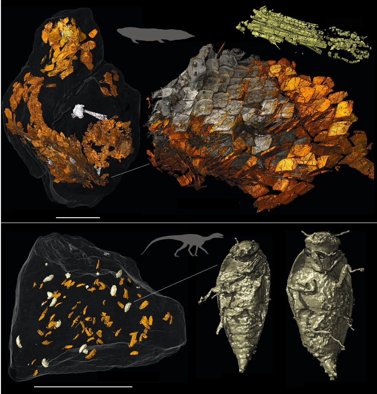 Bromalitas y productores: Bromalitas (restos digestivos fósiles) vinculados a productores, entre ellos el pez pulmonado Ptychoceratodus (arriba) y el ancestro dinosaurio Silesaurus (abajo). Barras de escala = 10 mm.
Crédito: Qvarnström et al, Nature, 2024