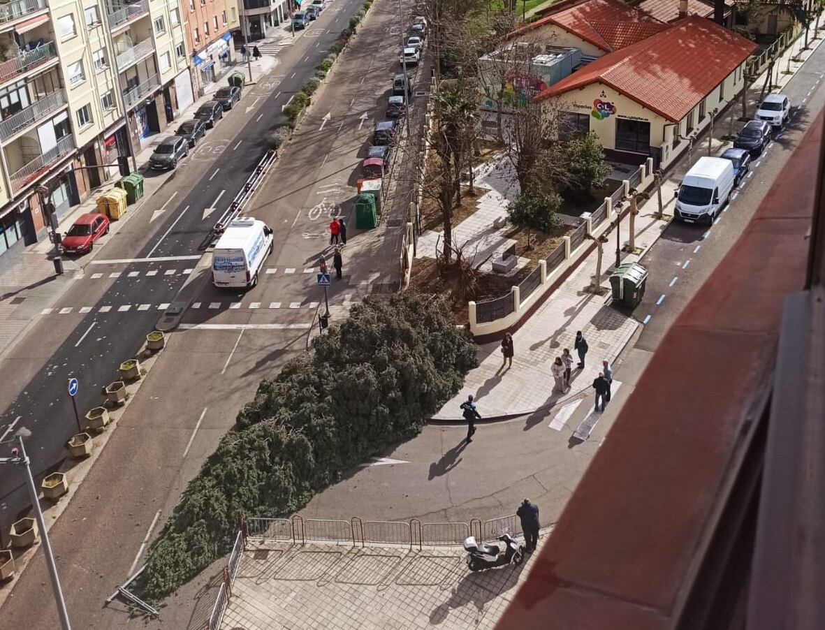 El viento ha derribado un pino de grandes dimensiones en Palencia