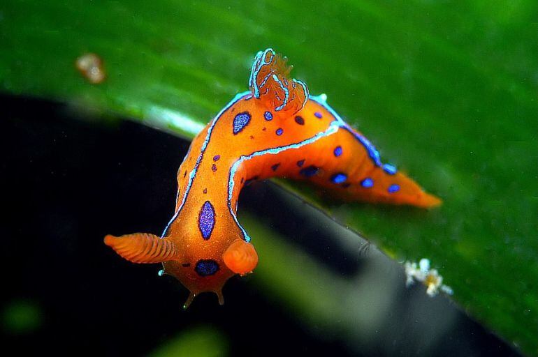 Polycera elegans