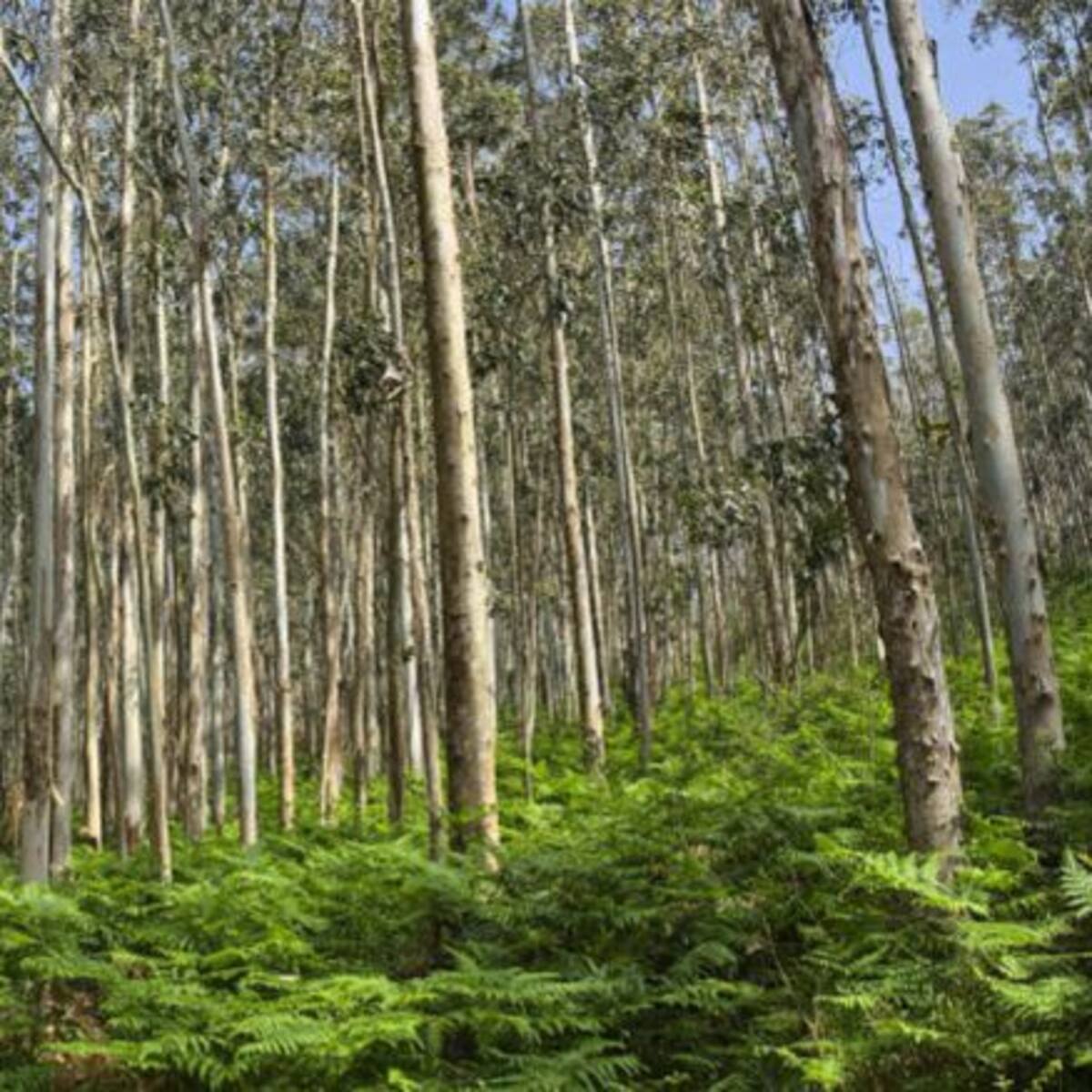 El sector forestal reivindica desde Mos los "derechos del eucalipto"