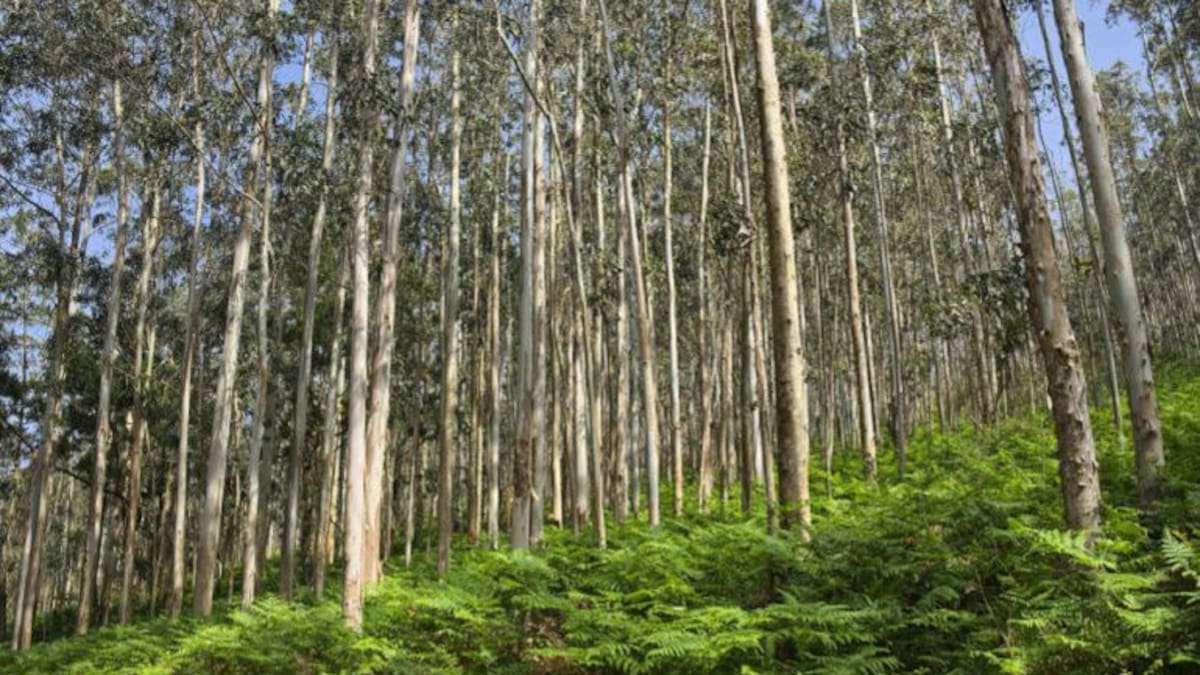 La moratoria no consigue frenar la expansión del eucalipto