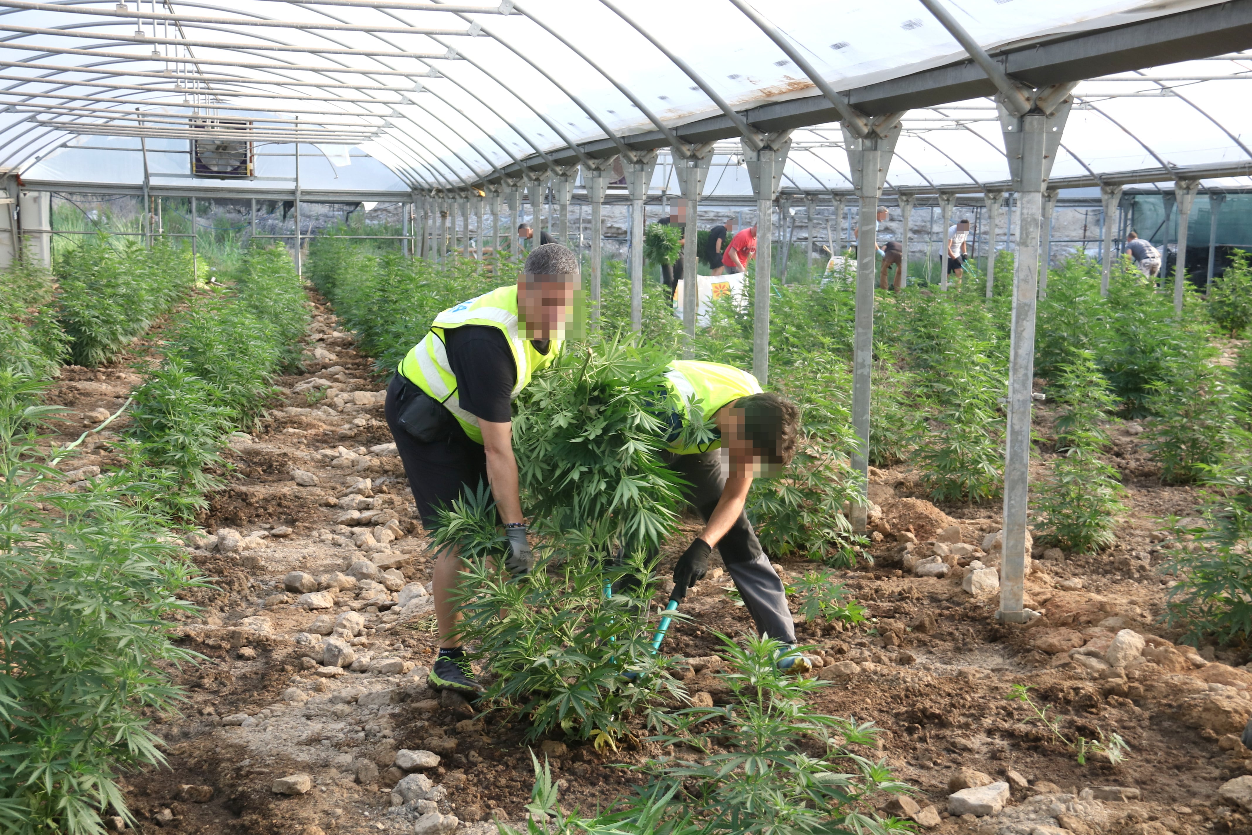 Un moment de la intervenció dels mossos en una de les naus d&#039;Almatret on es cultivava marihuana. Foto: ACN.