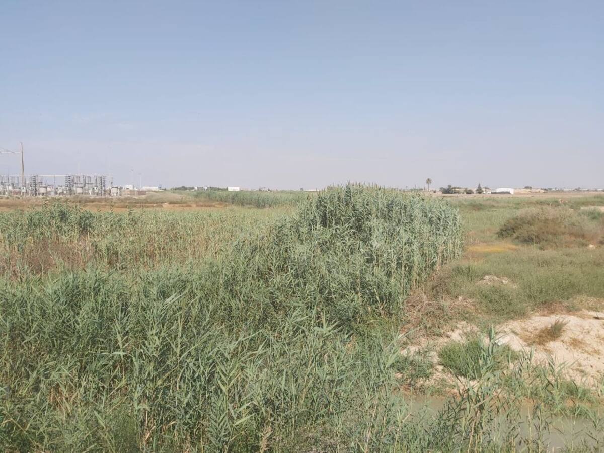 Algunos cauces que desembocan en Los Alcazáres ya se encuentran llenos de cañizo