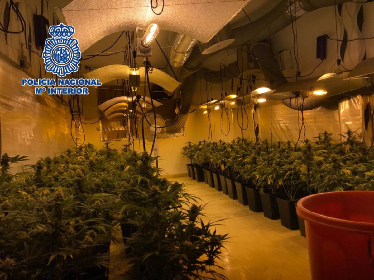 Desmantelan cuatro laboratorios de marihuana en dos pisos de Vélez-Málaga