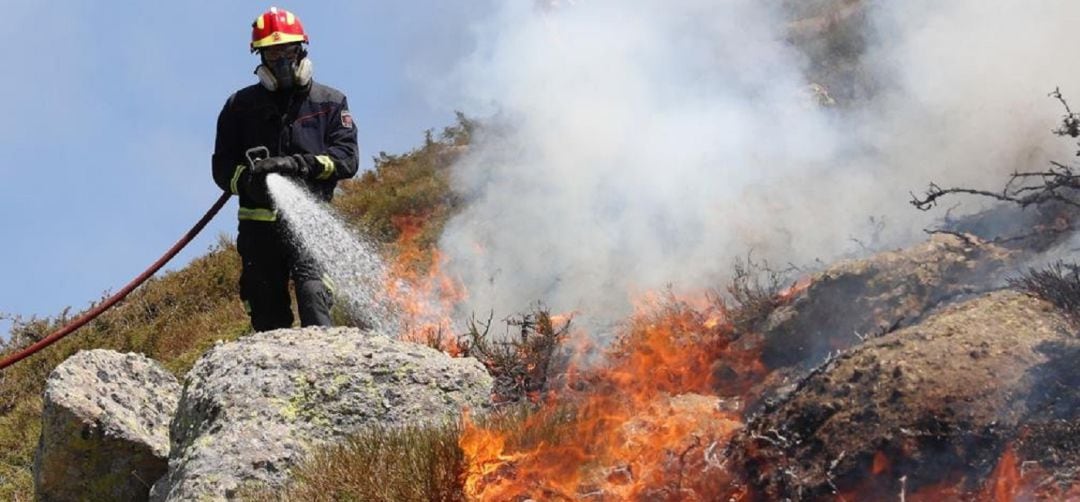 La mayor parte de las especies animales quedó a salvo