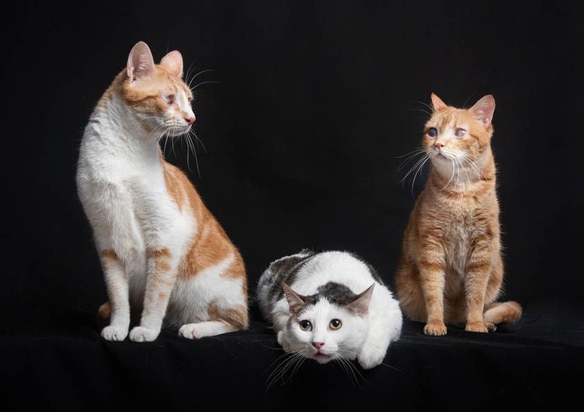 Gatos rescatados por la Protectora "Salvando huellas"