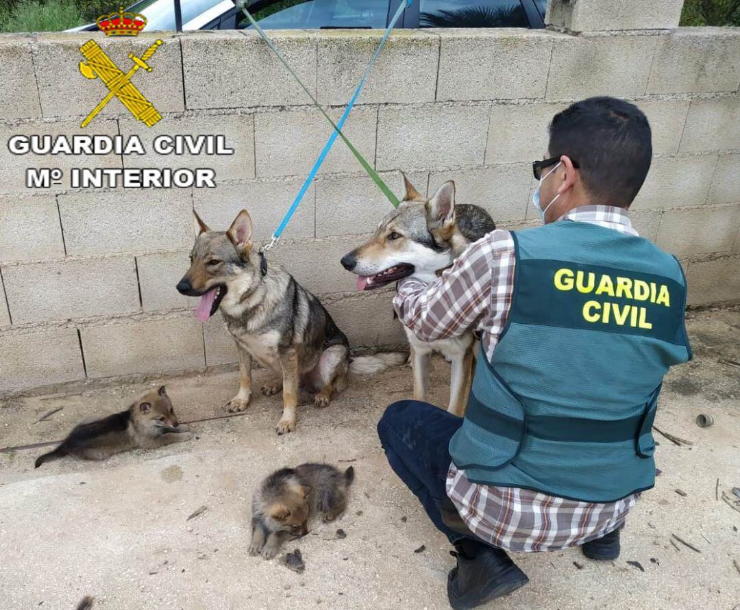 Ejemplares de los perros lobo robados en Barx