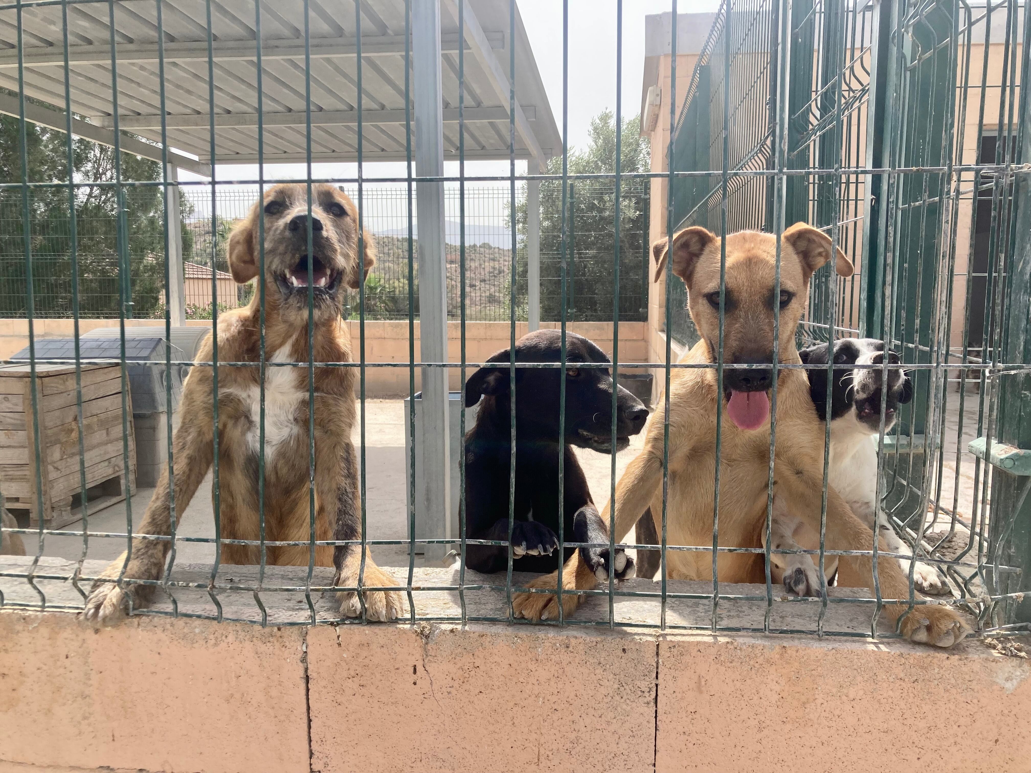 Perros del albergue de animales de la Mancomunidad del Vinalopó.