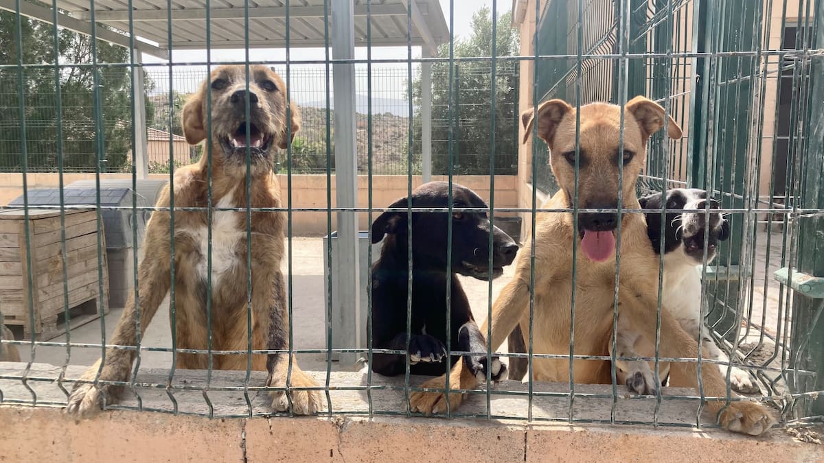 El albergue de animales de la Mancomunidad del Vinalopó tiene que adaptarse a la nueva Ley de Bienestar Animal