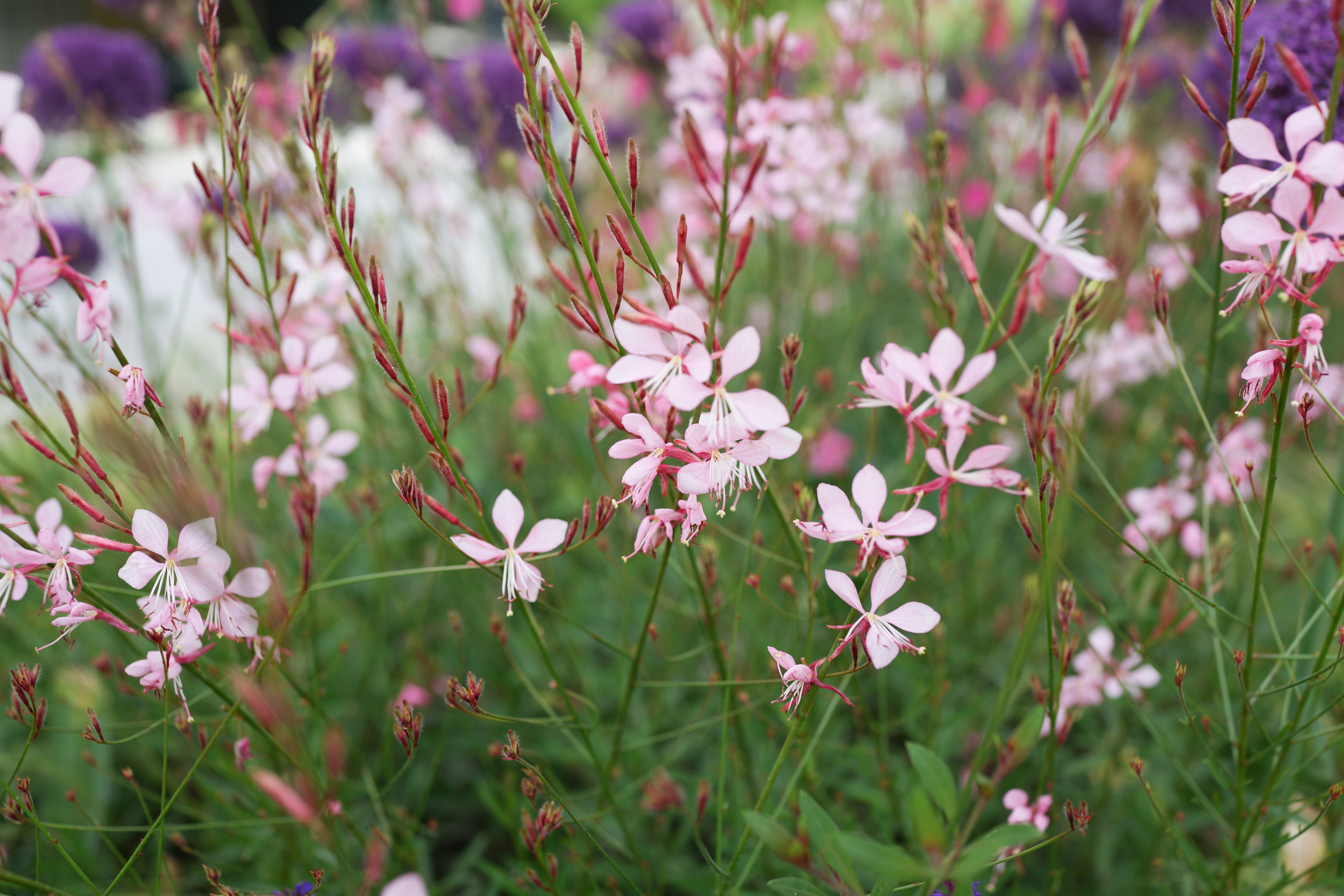 Gaura.