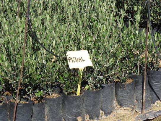 Plantel de olivos picuales en San Eloy