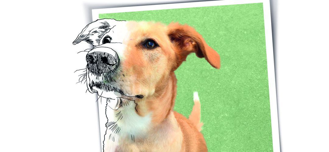 Cartel promocional del Observatorio de Protección Animal