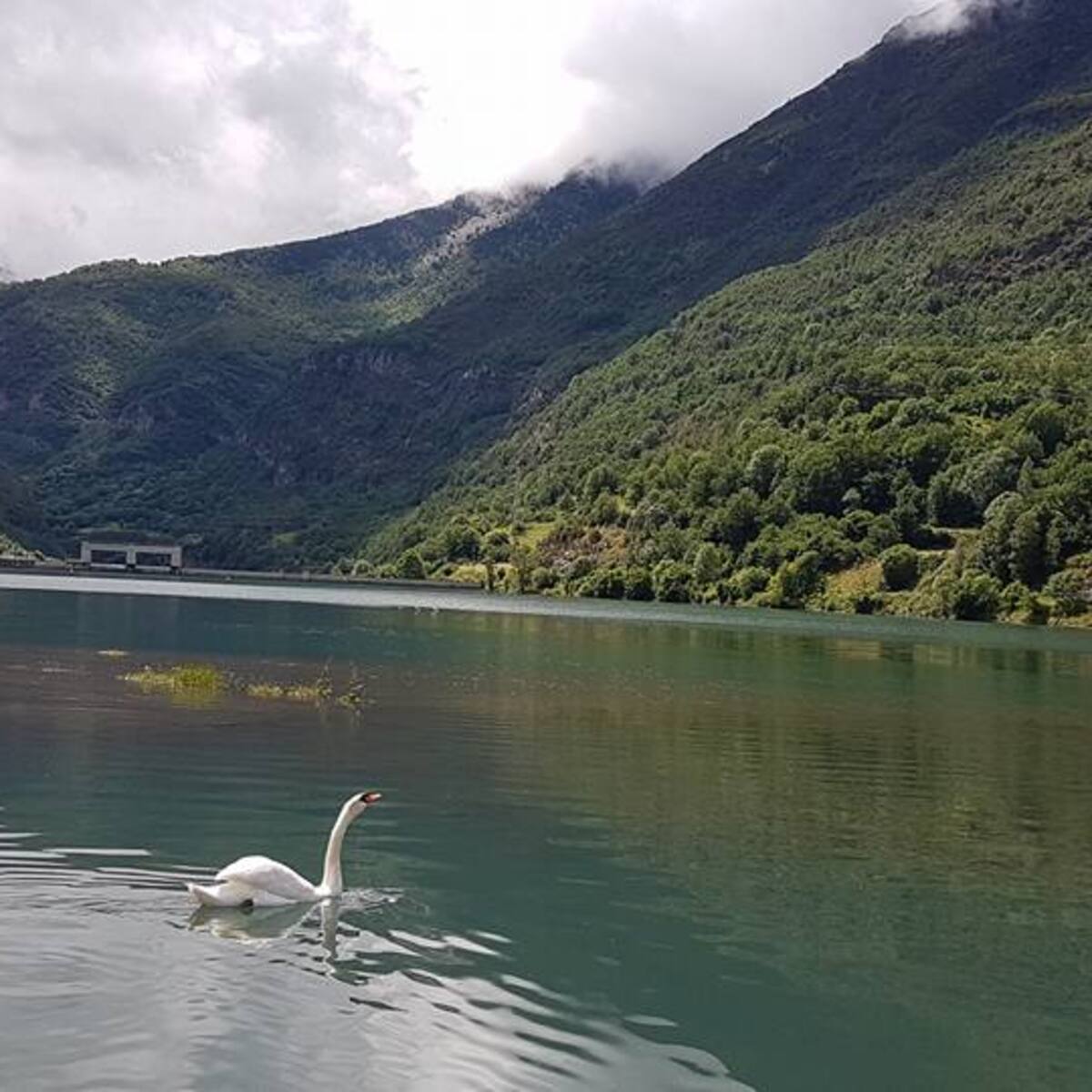 Sahún pierde uno de sus atractivos turísticos, el cisne del embalse de Eriste