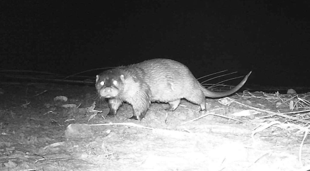 Nutria captada por La Madrilla en el río Serpis 