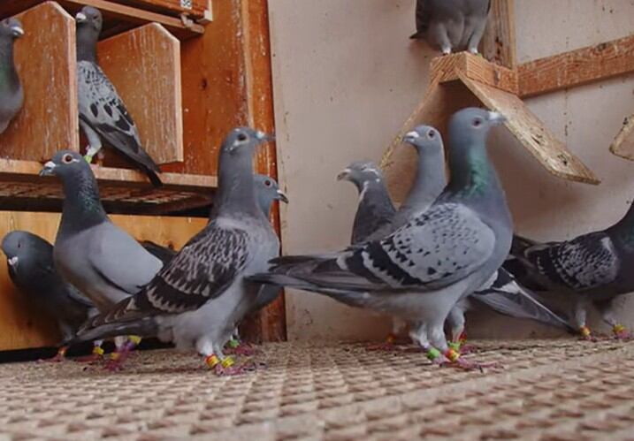 Foto de archivo de un palomar