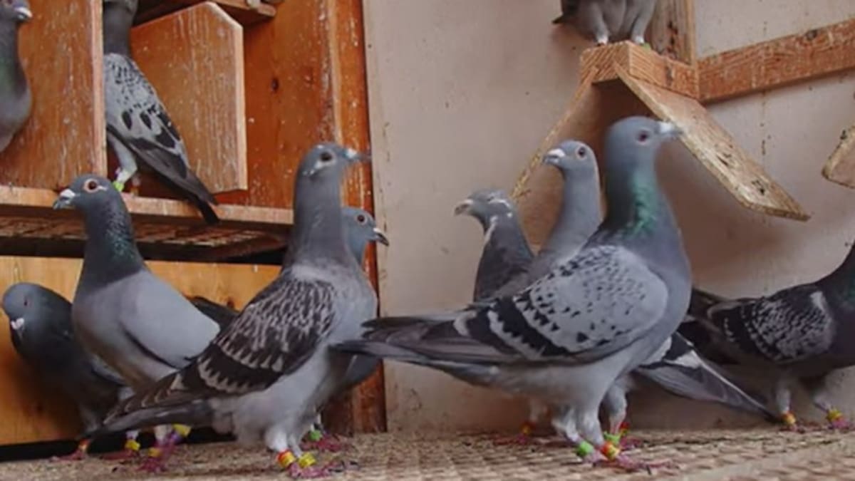 La gripe aviar no llega a las palomas, tranquilidad 'a medias' entre los aficionados de Lanzarote