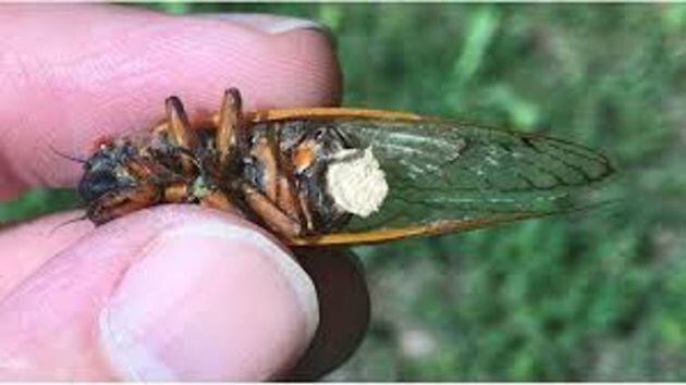 Los conidios blancos de Massospora cicadina han destruido los segmentos abdominales terminales de un ejemplar de la cigarra Magicicada septendecim.