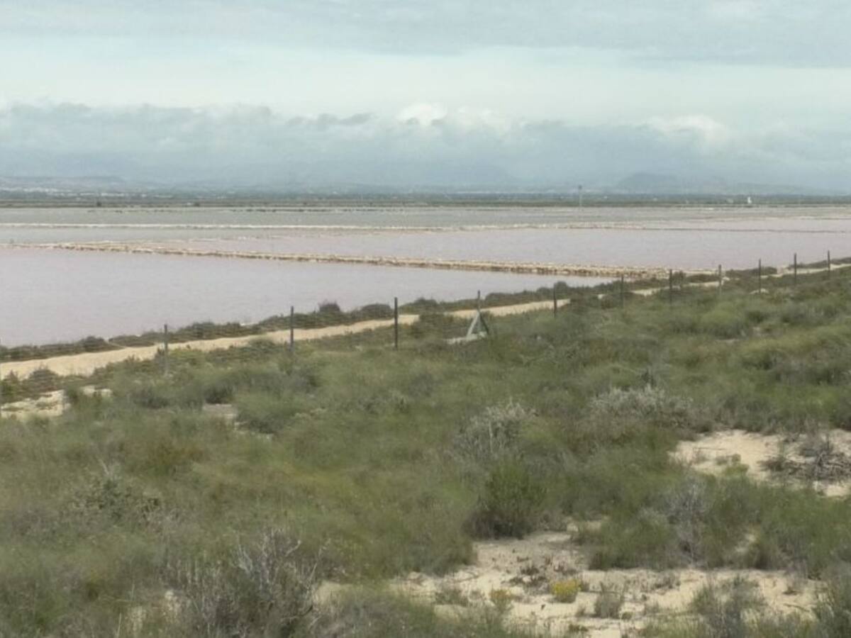 La consellera Mireia Mollà visita Las Salinas de Santa Pola para conocer el estado de la gaviota picofina