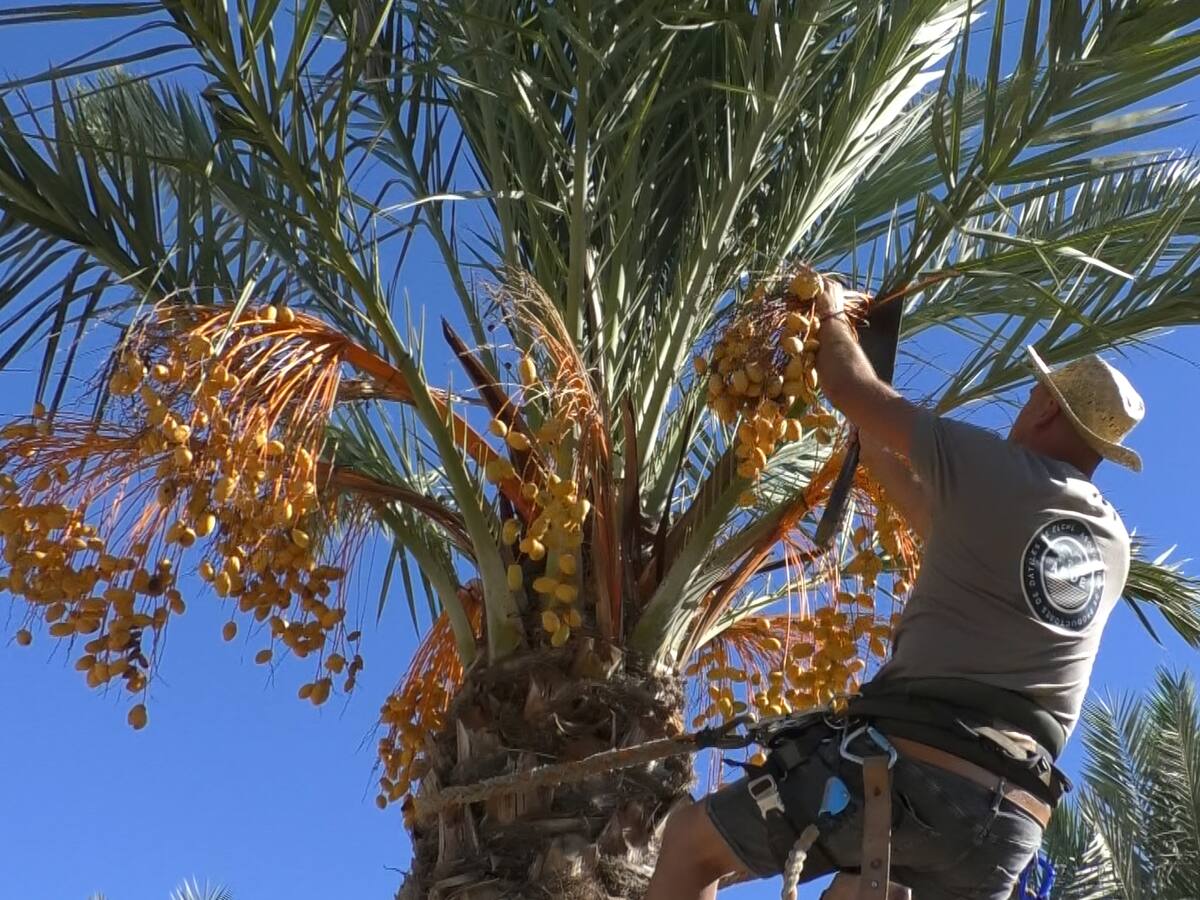 La producción del dátil de Elche cae más de un 50% con respecto al año pasado