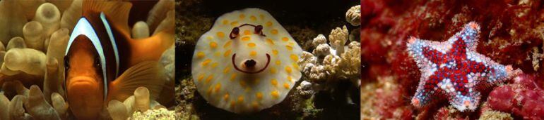 La charla sobre fotografía submarina se celebrará el 9 de junio en el Aquarium