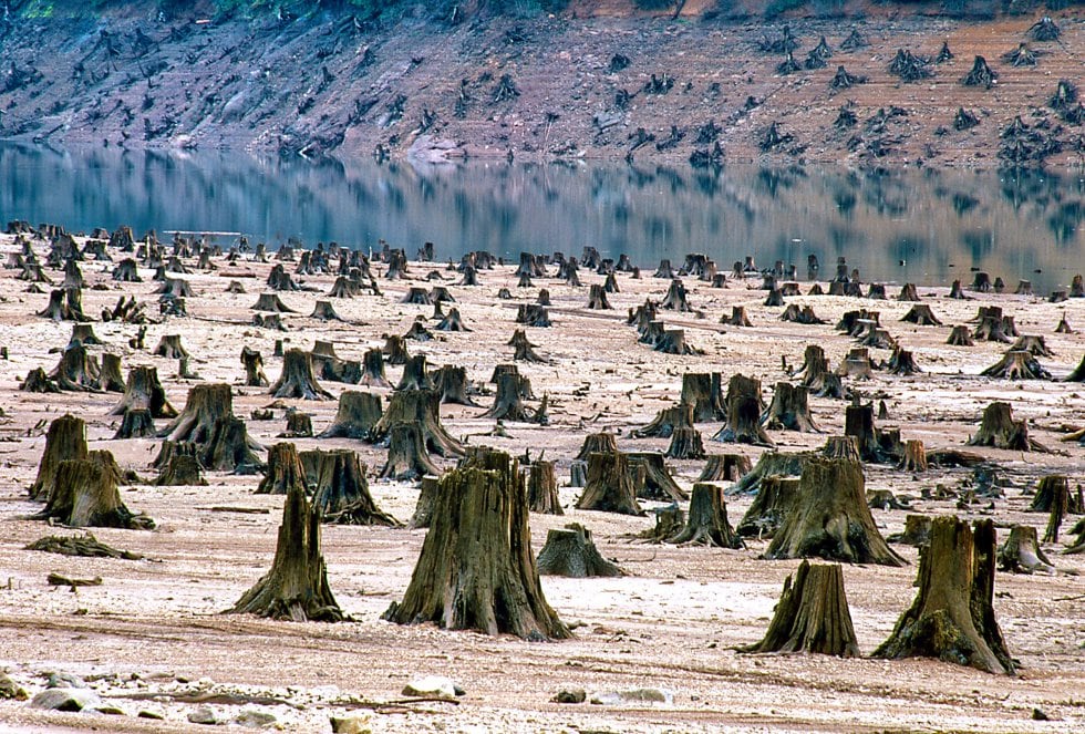 Antiguo bosque totalmente devastado en Oregón