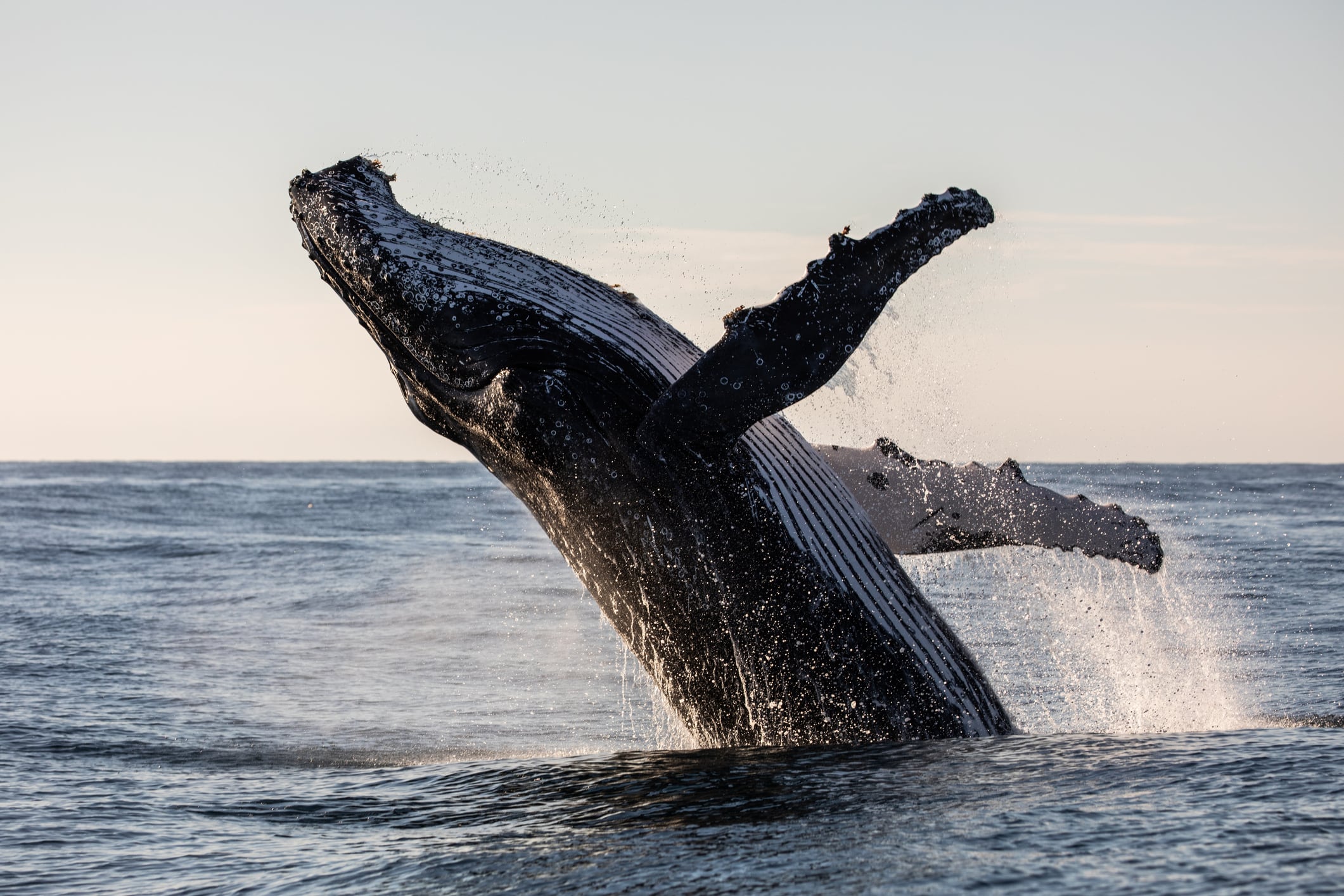 Un ejemplar de ballena jorobada.