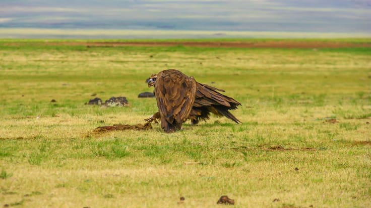 Juan Manuel Pérez, investigador del Área de Ecología de la UMH, en Hoy por Hoy Alicante