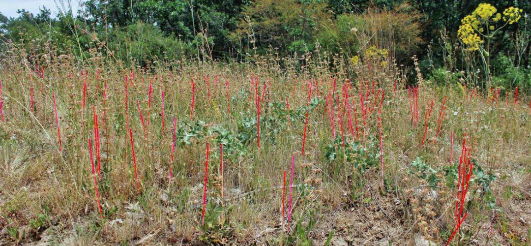 Los municipios más implicados en este proyecto de conservación ambiental son La Hiruela y Prádena del Rincón