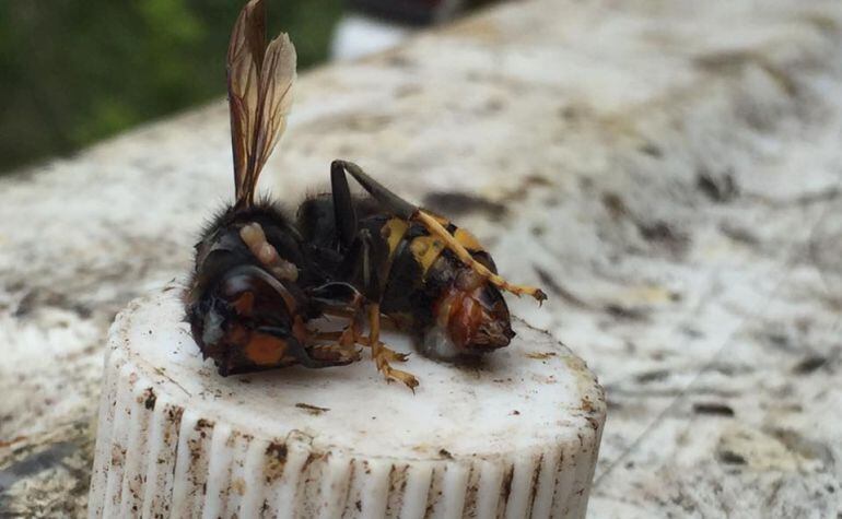 Una de les últimes vespes mare caçades.