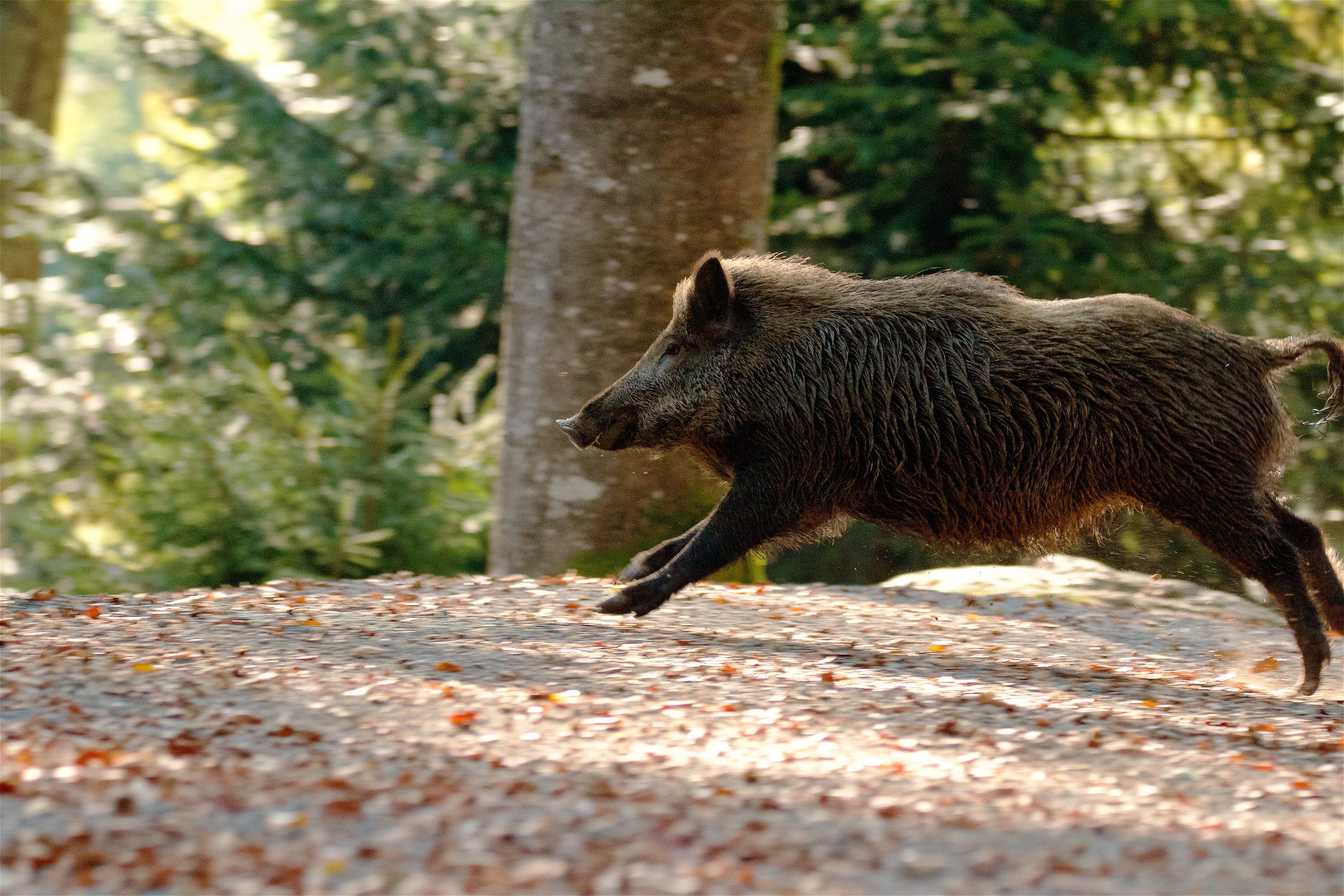 Declaran en Emergencia Cinegética contra el jabalí y el cerdo asilvestrado