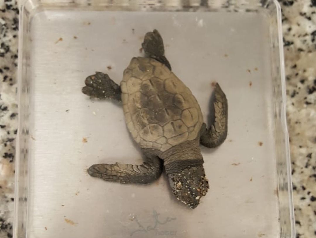 Localizada una cría de tortuga boba en una cala de Calnegre