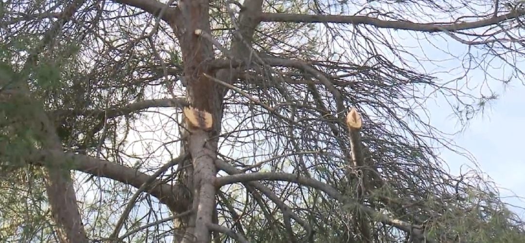 Árboles dañados en Dehesa Boyal