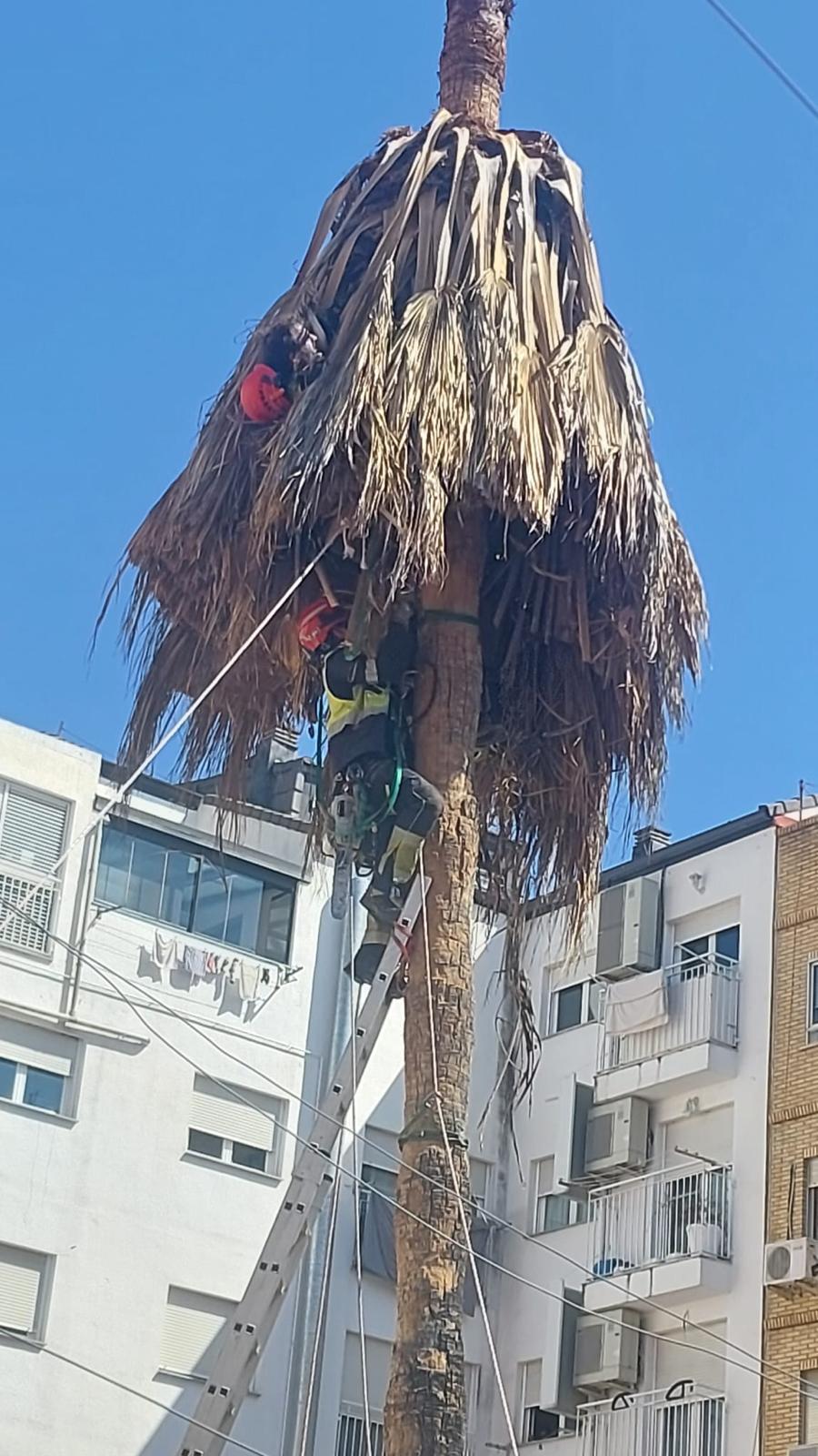 Evacuan a un operario atrapado en una palmera y que se ha desvanecido durante el rescate